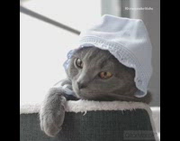 grey cat in white baby bonnet