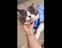 Collab PLC - Woman plays with sleepy cat on pajamas