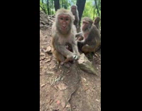Monkey receives century egg from the filmer