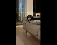 Dog lie down on couch and chews