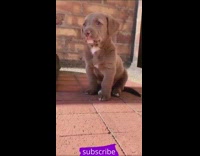 Tiny puppy whines 