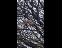 Baby doll hanging on top of tree