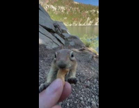 Guy give chipmunk a cashew nut lake
