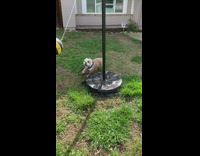 Pitbull plays tetherball by himself in the backyard