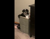 Black white dog sits laundry hamper girl