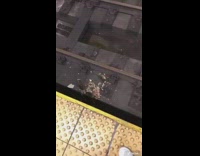 Rats eat dropped food subway train tracks 