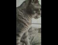 Cat stares while on bed 