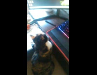 Pet cat follows the cursor on the computer monitor