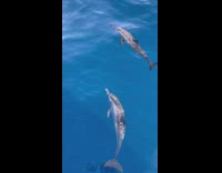 Aerial view of dolphins swimming