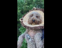 Brown dog lion mane costume green plant