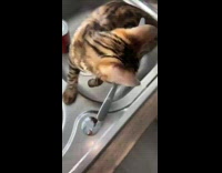 Collab BitchMP - Cat stealing items in house mischief