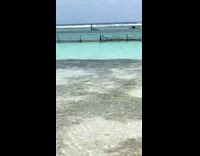 Woman bikini forearm stand kayak boat fail