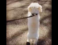 Small white dog hops on hind legs 