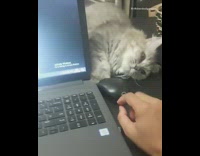 Grey cat hits hand black computer mouse