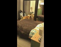 Big brown dog stare mirror lights on