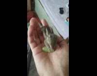 Small baby squirrel eats grape 
