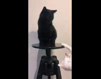 Black and white cats do dilemma dance 