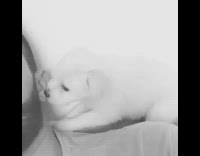 white dog licking owners ear in bed