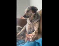 Woman refuse rude dog that wants attention