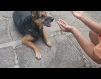 Guy teases german shepherd dog with treats
