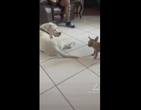 Big white dog kicks small brown dog 