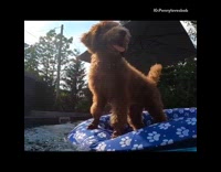 Brown dog swims backyard pool blue float