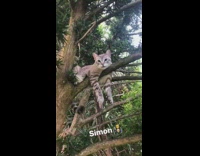 Grey and brown cat lays on branch 