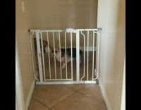 Collab KaleSaladIG - Short corgi jumps over door gate and makes it into hallway