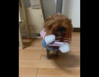 Grey brown cat wears chucky doll costume 