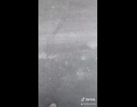 USPS guy gives brown dog mail 