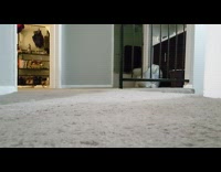 Cat fetch green ball down the stairs