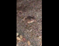 Filmer compare tiny frog with his finger