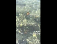 Collab AnimalIG - Lady saw the seashell swim while catching the scallop