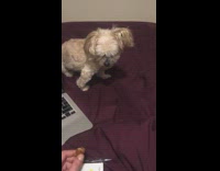 White dog leaps at owner aggressively 