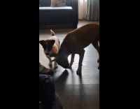 Dog stomp and scratch floor pointed by slippers