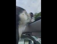 Dog on car sunroof teeth exposed by wind