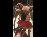 Collab DailyDoseOfInternet - Brown puppy eat watermelon hand outside sunlight
