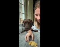 Collab Clips MPUGC - Dog eats all cheezits 