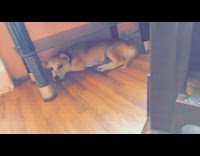 Brown white dog lays under black table 
