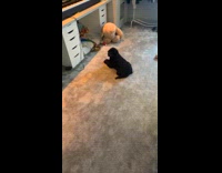 Pet black dog hold a bone treat