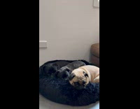 Three pugs rest on black beanie bed