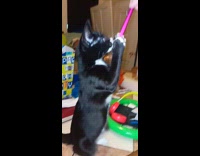 Kitten stand and grab purple pen