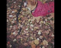 Brown bulldog dog pink raincoat jacket leaves