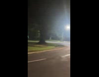 Submitter shows deer herd roam near road