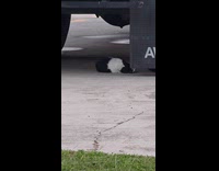 Cat with mustache rolling underneath parked truck