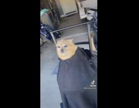 Dog sitting in barber chair in black cloth haircut