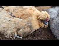 Chicken makes funny sound when happy