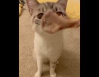 Girl holds bone in front of cat 