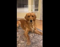 Dog high from ingesting mary jane ashes