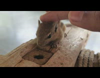 Baby squirrel gets petted and cared by the filmer